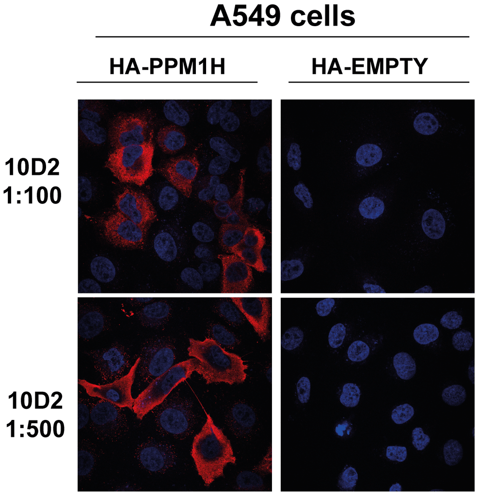  - PPM1H Antibody ASM10705
